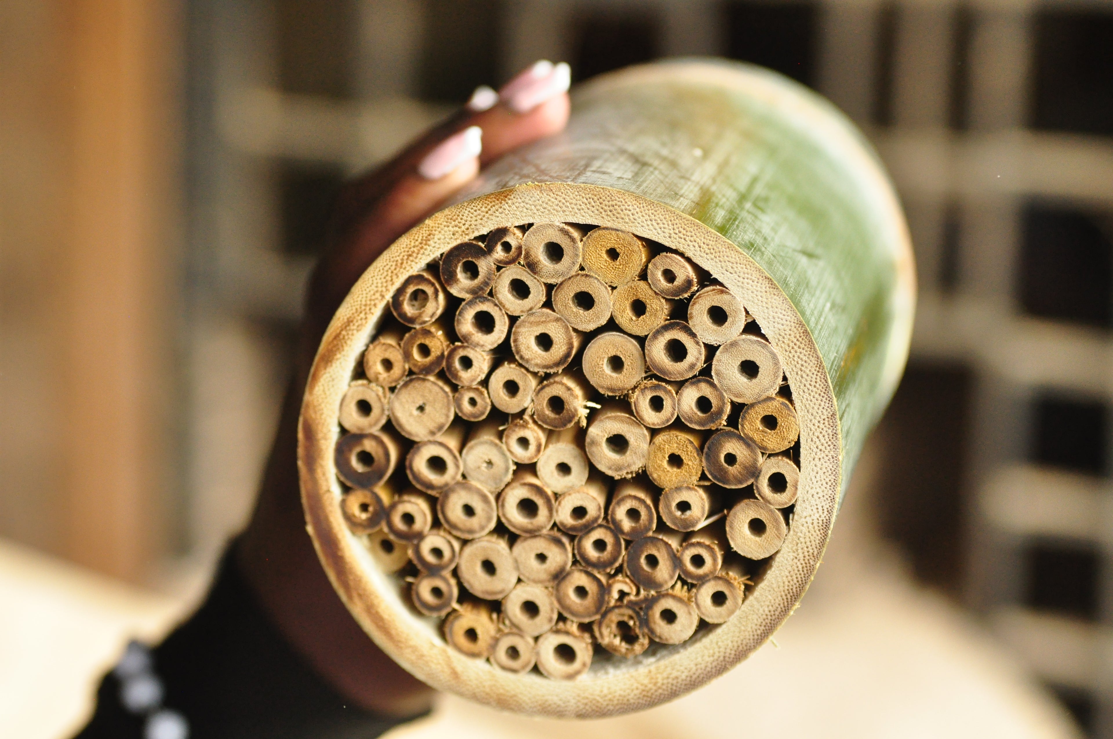 Sponsoring eines Bambus-Bienenhotels